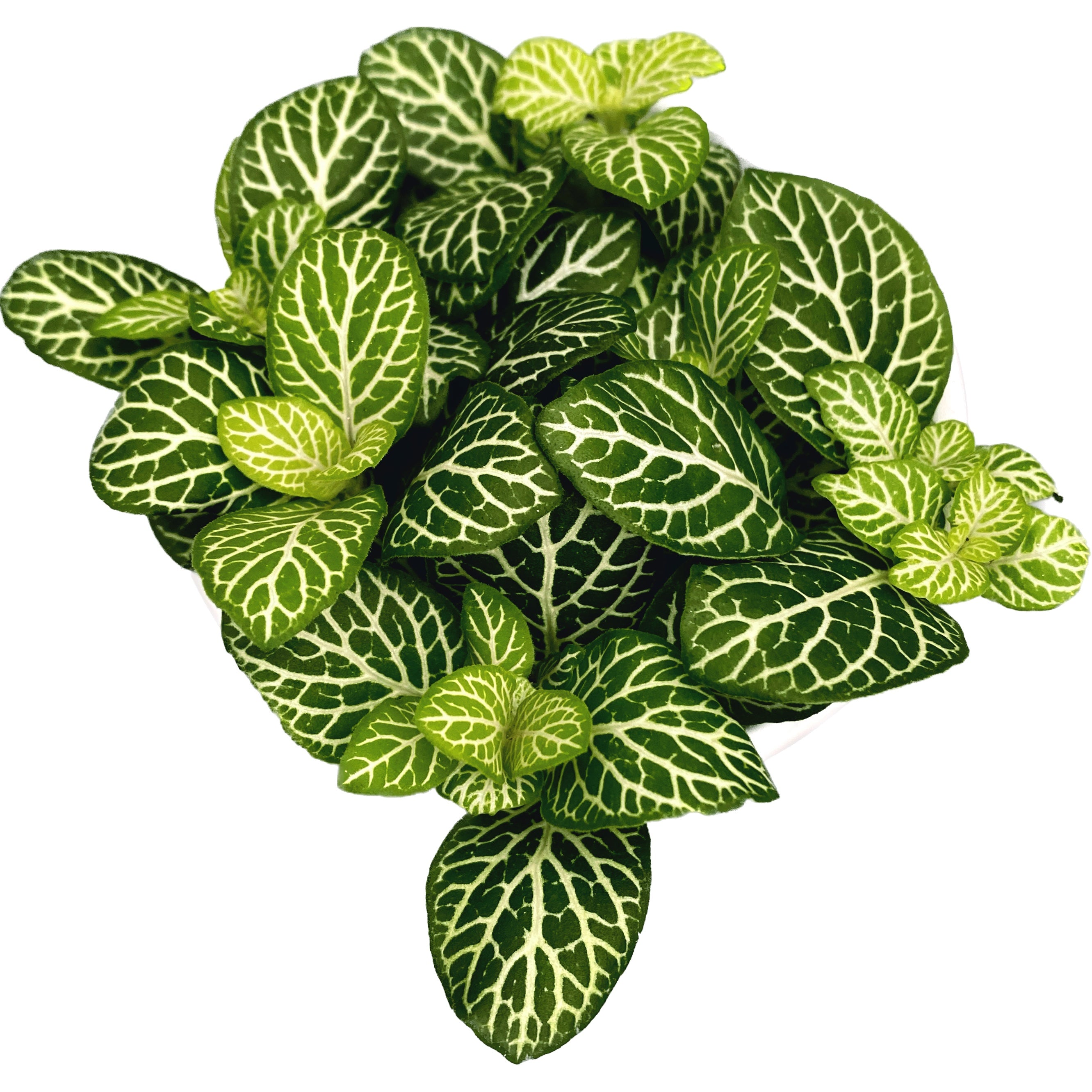 Fittonia 'Joly lemon', mozaik növény