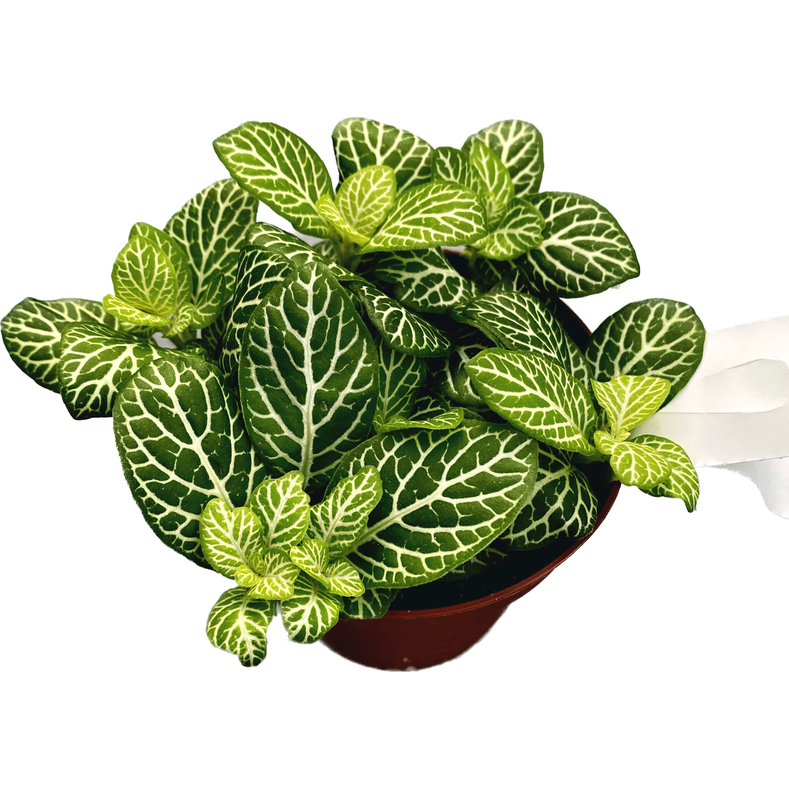 Fittonia 'Joly lemon', mozaik növény
