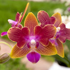 Phalaenopsis Miki Golden Sand '1363' (πελωρικός - Πεταλούδα) *αρωματικό