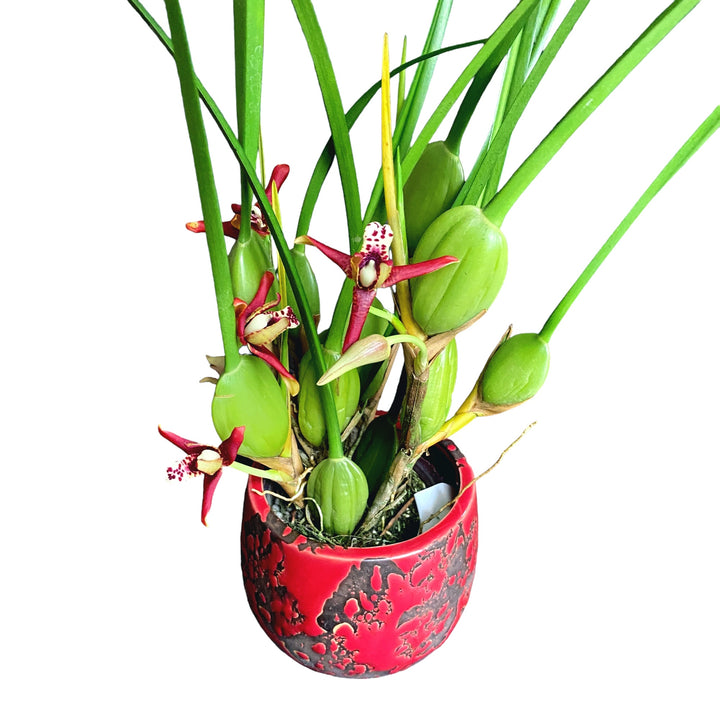 Maxillaria tenuifolia (Coconut Orchid)