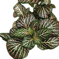 Fittonia 'Pink Angel', planta mozaic