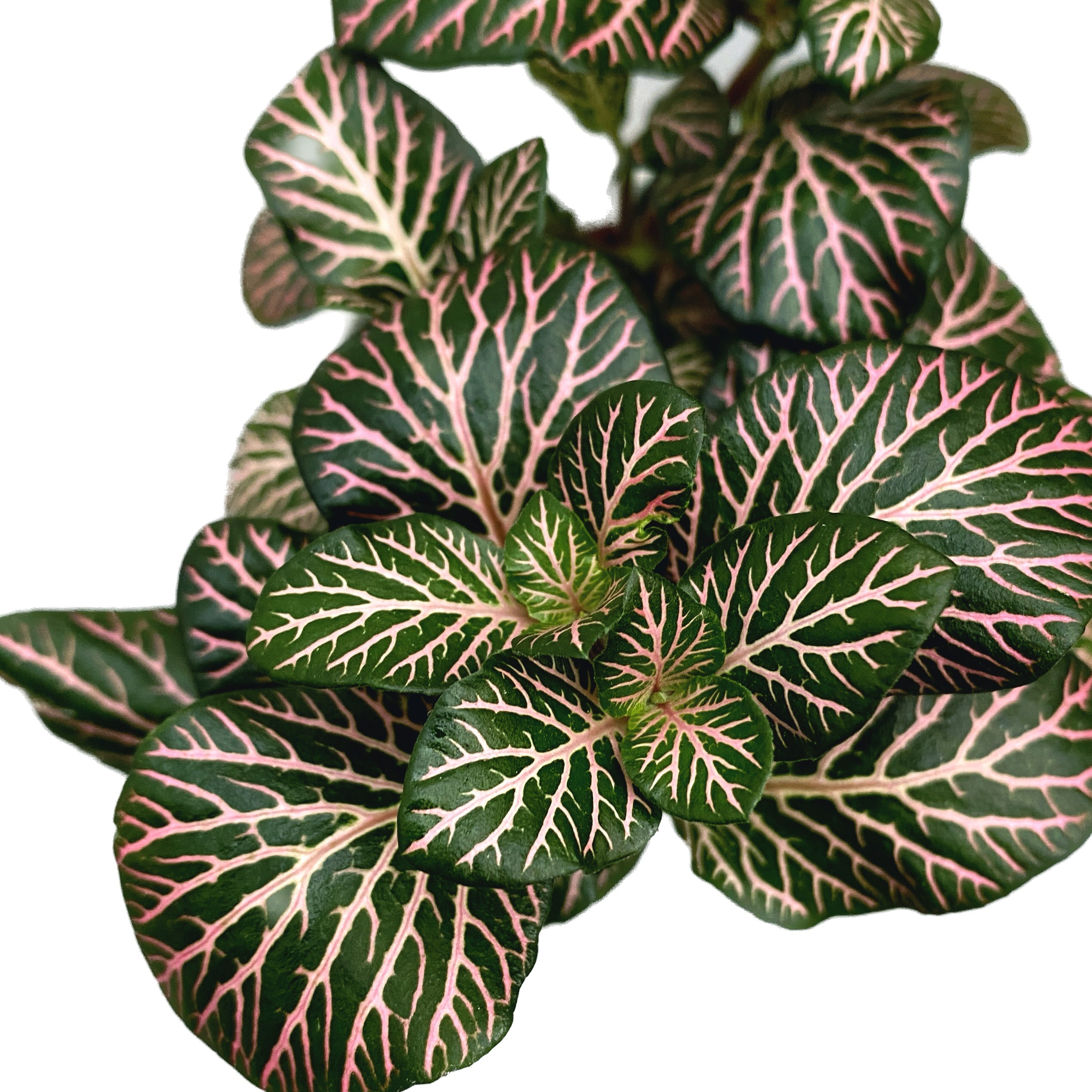 Fittonia 'Pink Angel', planta mozaic