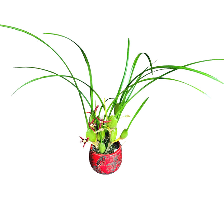 Maxillaria tenuifolia (Coconut Orchid)