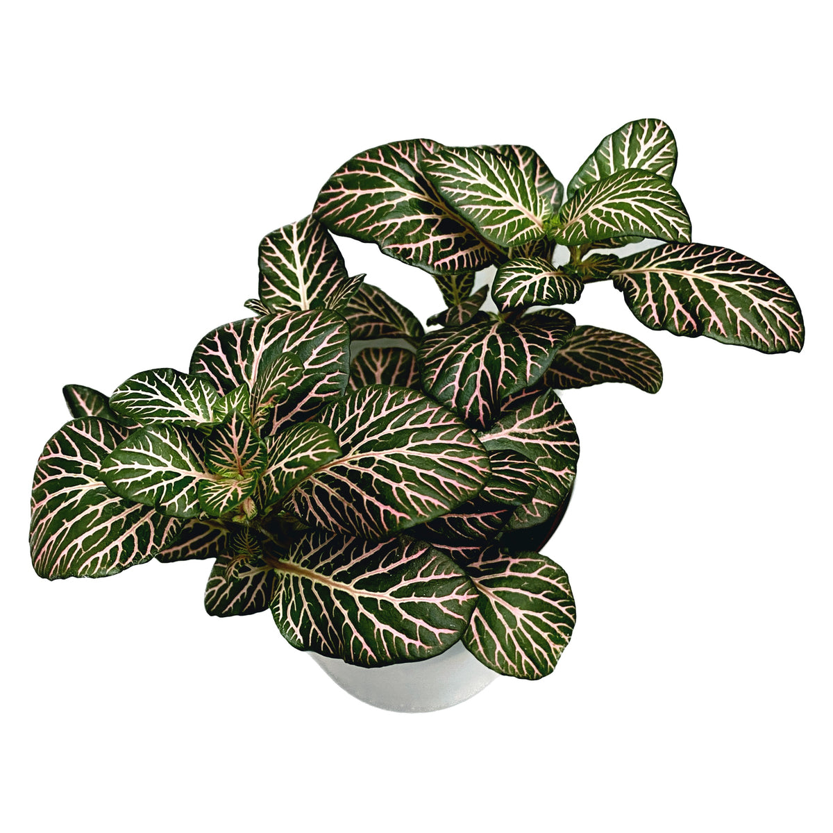 17+ Pink Angel Fittonia Fittonia 'Pink Angel', planta mozaic – Secret Garden Plant Shop