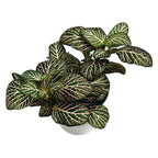 Fittonia 'Pink Angel', planta mozaic
