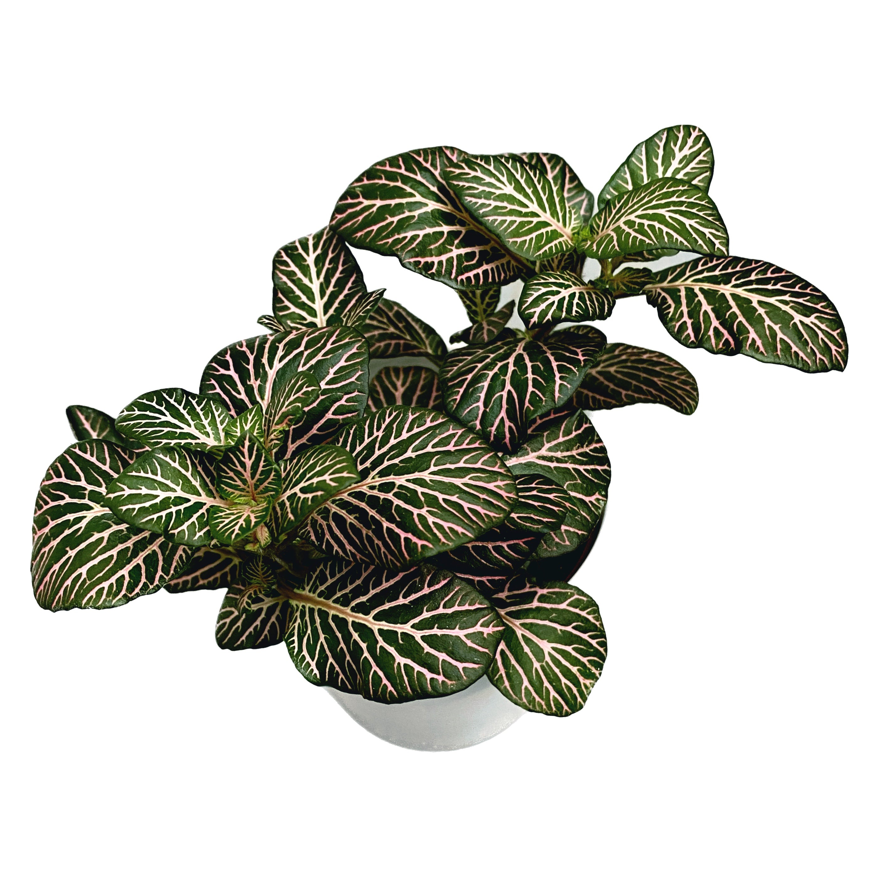 Fittonia 'Pink Angel', planta mozaic