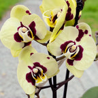 Phalaenopsis Winehoud