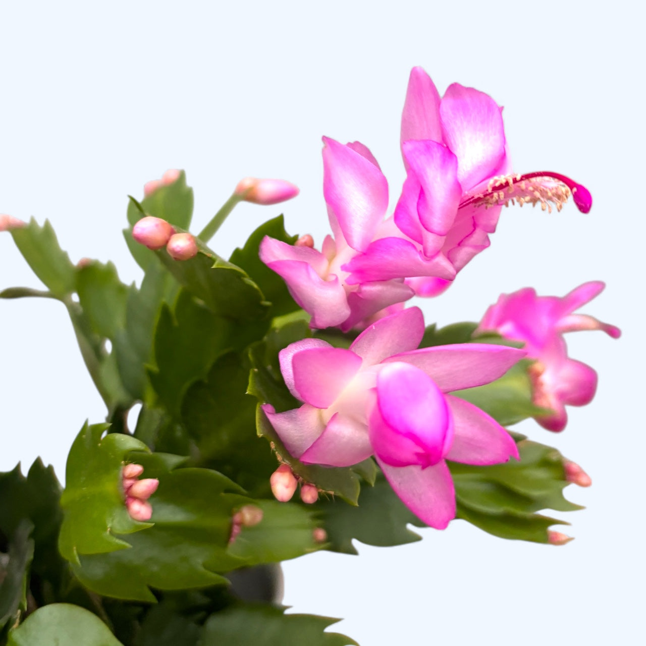 Schlumbergera ‘Thor Ida’ (Cactus de Noël rose) 2pp