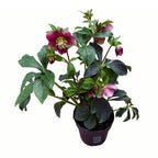 Helleborus orientalis Viv Victoria (Spanz)