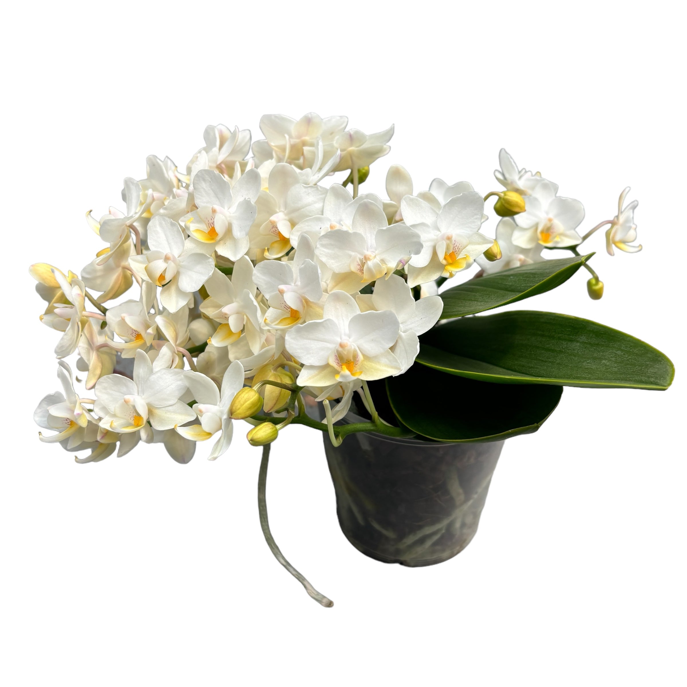 Phalaenopsis Table Whitney