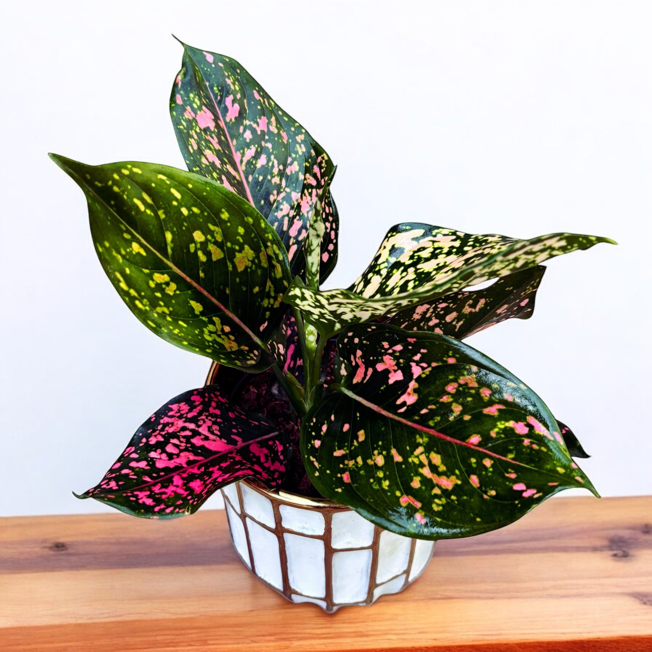 Aglaonema 'Pink Leopard'