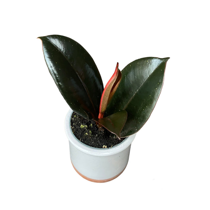 Ficus elastica Abidjan 
(babyplant)