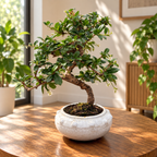 Bonsai Carmona S form