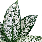 Dieffenbachia ‘White Etna’ - exemplare mari