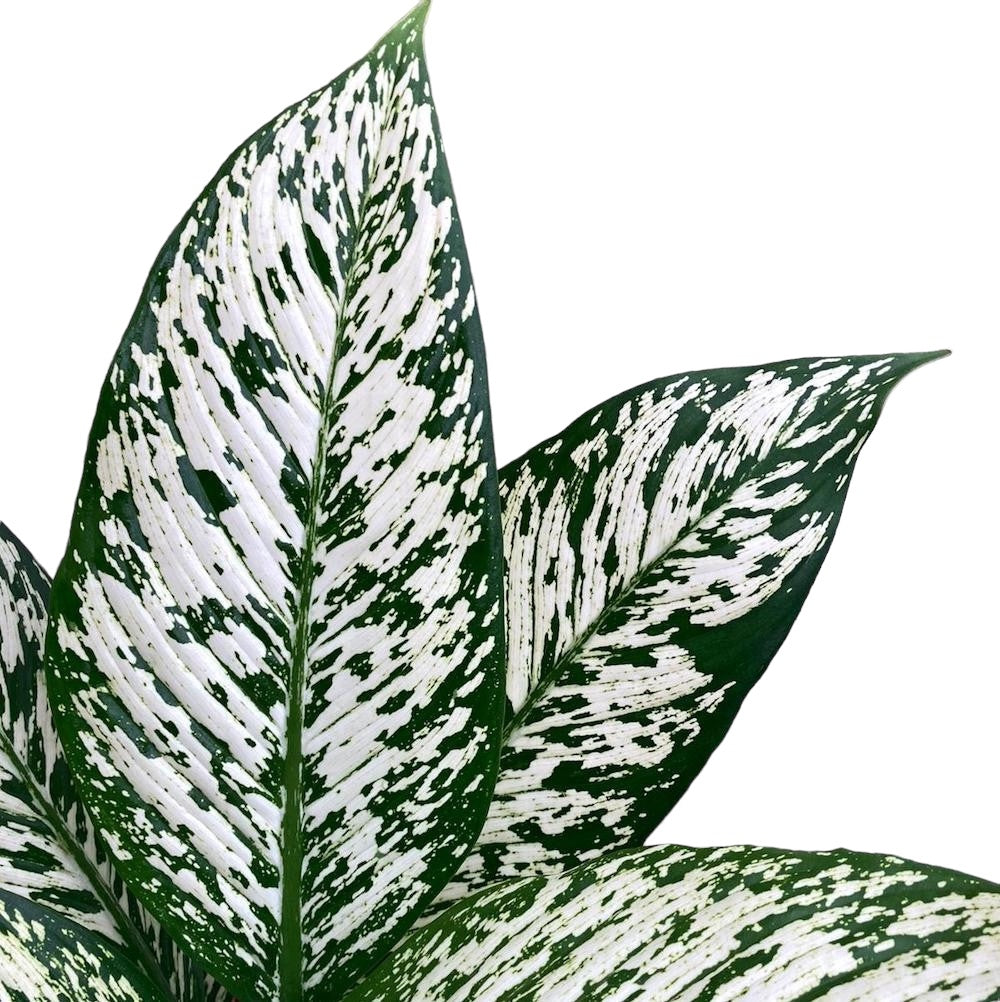 Dieffenbachia ‘White Etna’ - exemplare mari