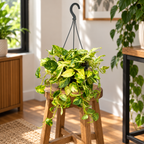 Epipremnum Churchill Gold XL