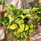 Epipremnum Churchill Gold XL