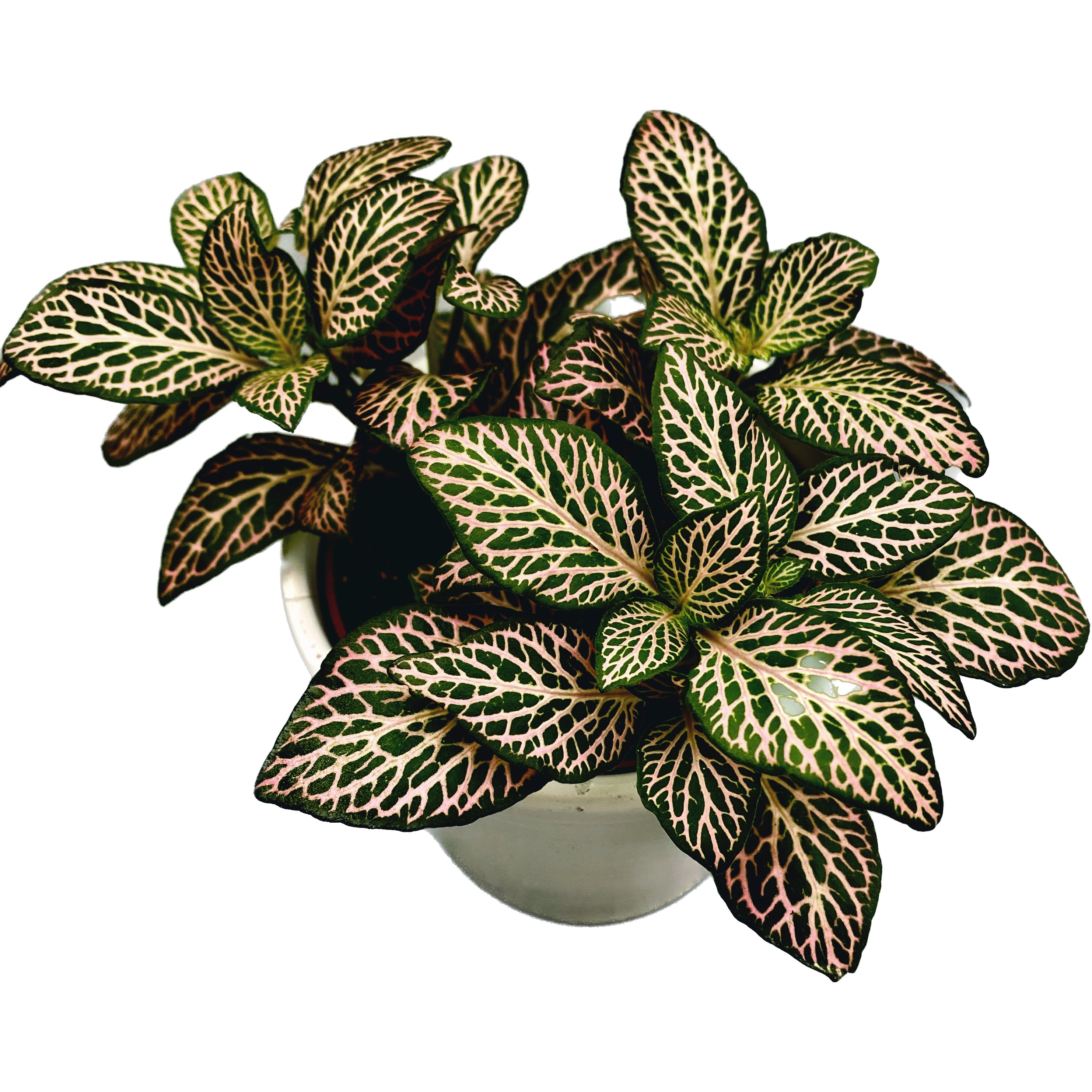 Fittonia Mistral, planta mozaic