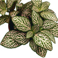 Fittonia Mistral, mosaikväxt