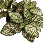Fittonia Mistral, mosaikväxt