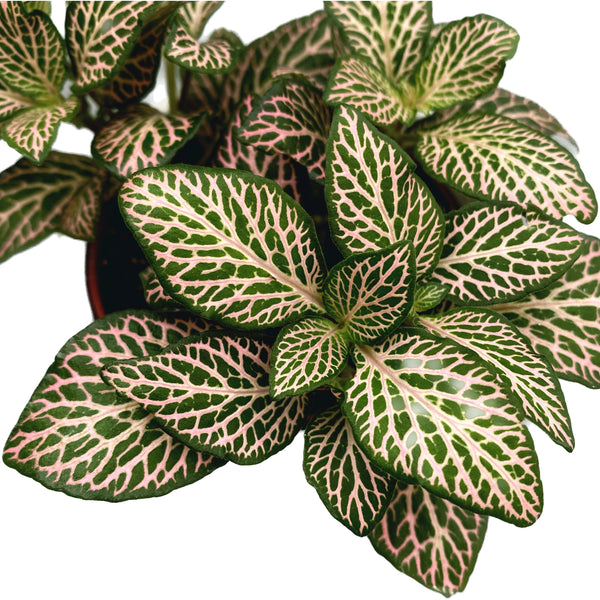 Fittonia Mistral, mosaic plant