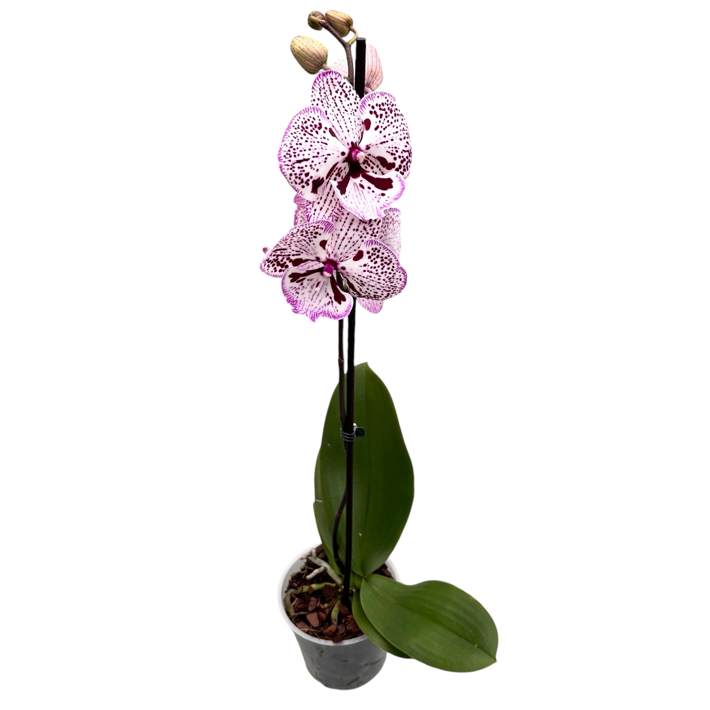 Phalaenopsis ‘Grace’ big lip