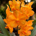Vanda Natcha Princess Orange with glass vase