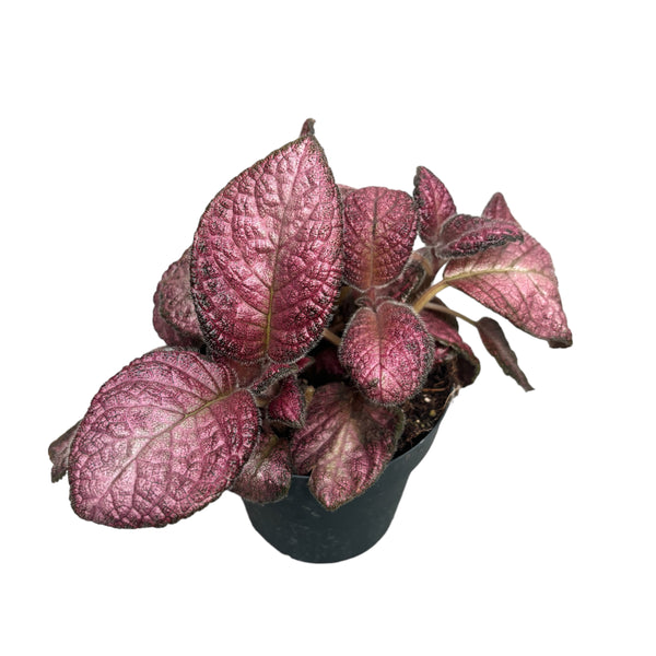 Episcia 'Malaiischer Edelstein'