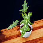 Alocasia portei (Malaysian Monster)