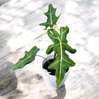 Alocasia portei (Malaysian Monster)