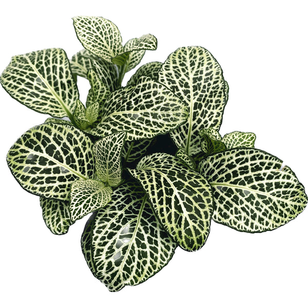 Fittonia verschaffeltii 'Bianco Verde', planta mozaic