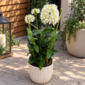 Epidendrum radicans ‘White’ XL