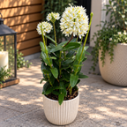 Epidendrum radicans ‘White’ XL