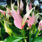 Anthurium Lilli - planta tropicala cu flori elegante si persistente