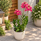 Epidendrum radicans ‘Pink Coral’ XL