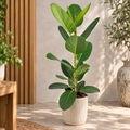 Ficus benghalensis ‘Audrey’ XL