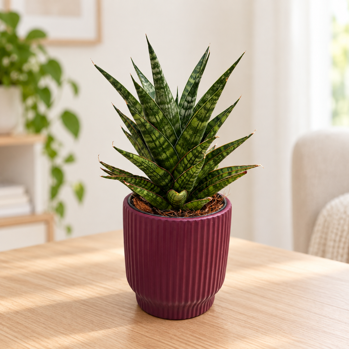Sansevieria 'Tina Crown' - Sansevieria compacta cu frunze in rozeta