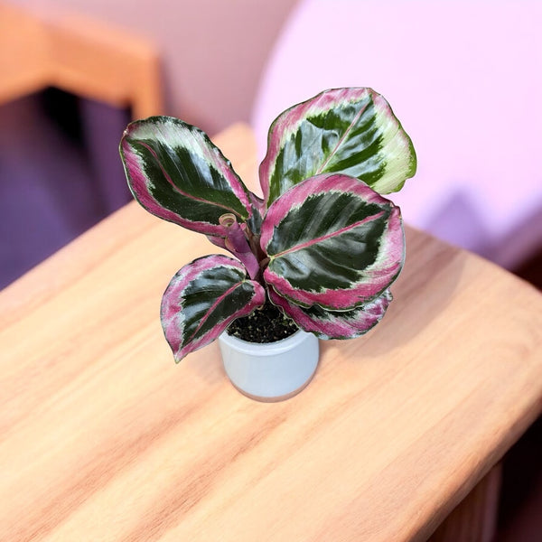 Calathea roseopicta Surprise Star (babyplant)