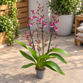 Oncidium Katrin Zoch "Mieke" - fiori dal dolce profumo di vaniglia