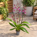 Oncidium Katrin Zoch "Mieke" - fiori dal dolce profumo di vaniglia