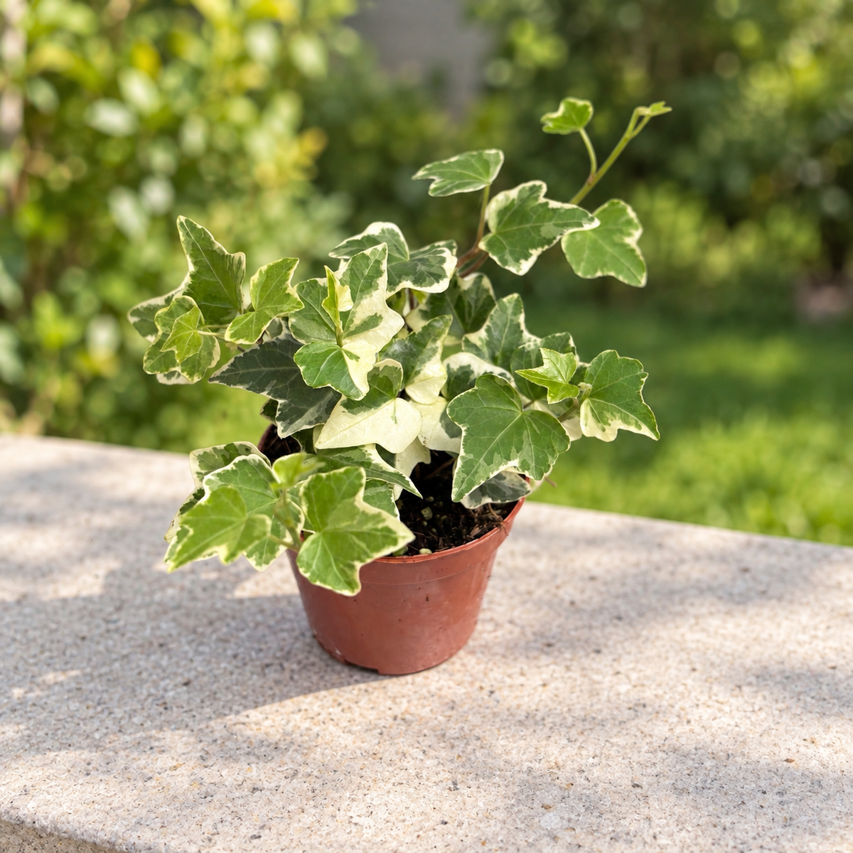Iedera bicolora - Hedera 'White Wonder'