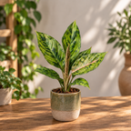 Aglaonema 'Spiderman' - aglaonema with pink veins and spectacular tropical foliage