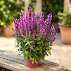 Salvia nemorosa ‘Sensation Deep Rose’