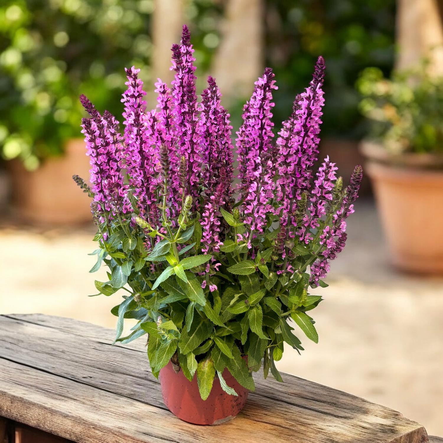 Salvia nemorosa ‘Sensation Deep Rose’
