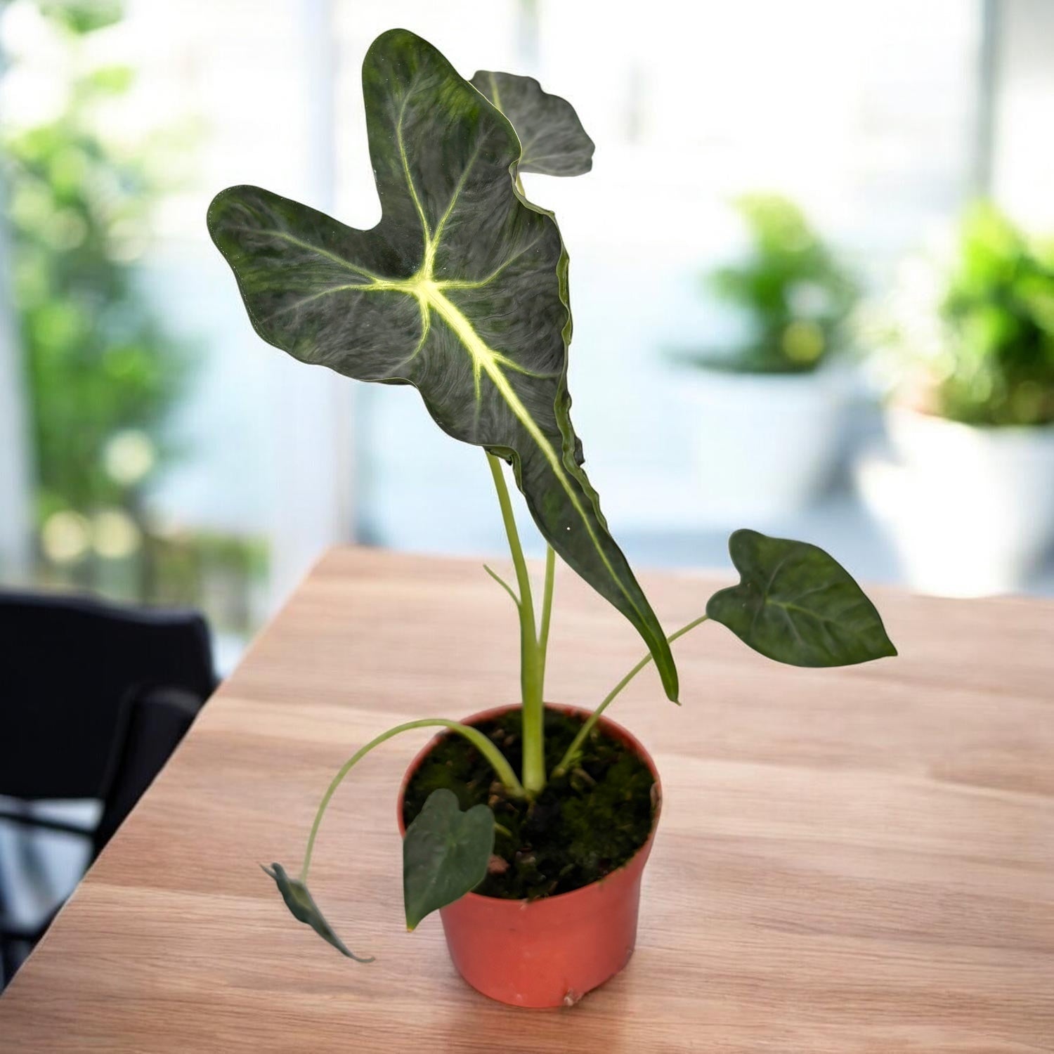 Alocasia micholitziana ‘Frydek Tattoo’ - alocasie de colectie