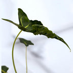 Alocasia micholitziana ‘Frydek Tattoo’ - alocasie de colectie