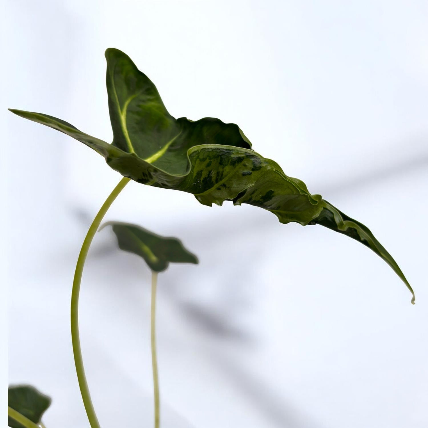 Alocasia micholitziana ‘Frydek Tattoo’ - alocasie de colectie