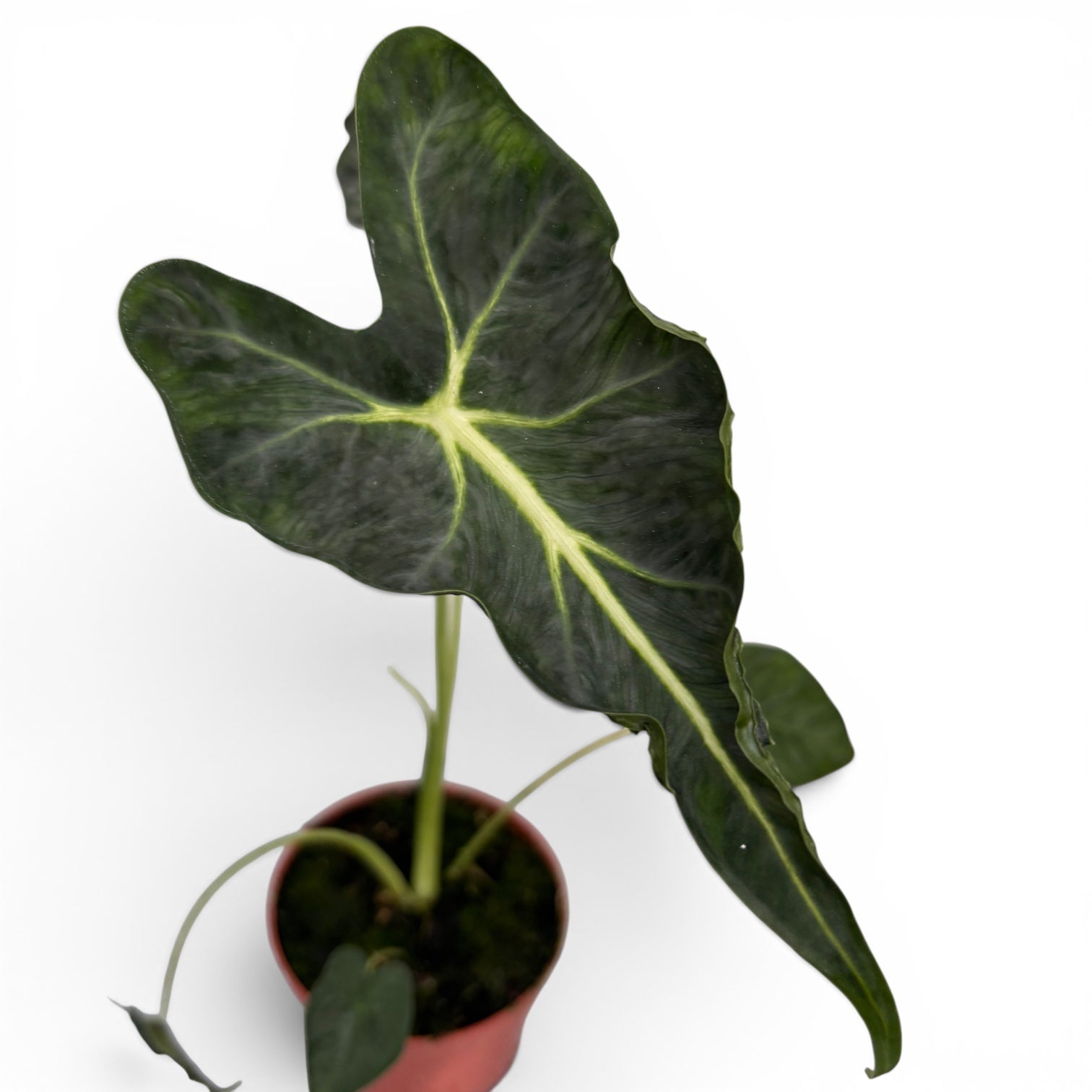 Alocasia micholitziana ‘Frydek Tattoo’ - alocasie de colectie
