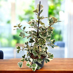 Ficus triangularis 'Sweetheart' variegata