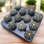 Astrophytum asterias Mix - Silver Dollar Kaktus